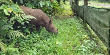 Badak Pahu di Suaka Badak Kelian (Foto: BKSDA Kaltim)