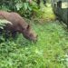 Badak Pahu di Suaka Badak Kelian (Foto: BKSDA Kaltim)