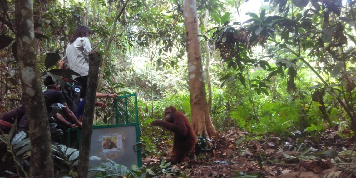 Ilustrasi: Momen pelepasliaran orangutan oleh BOS Foundation di Bentang Alam Wehea-Kelay (Foto: Nofiyatul Chalimah)