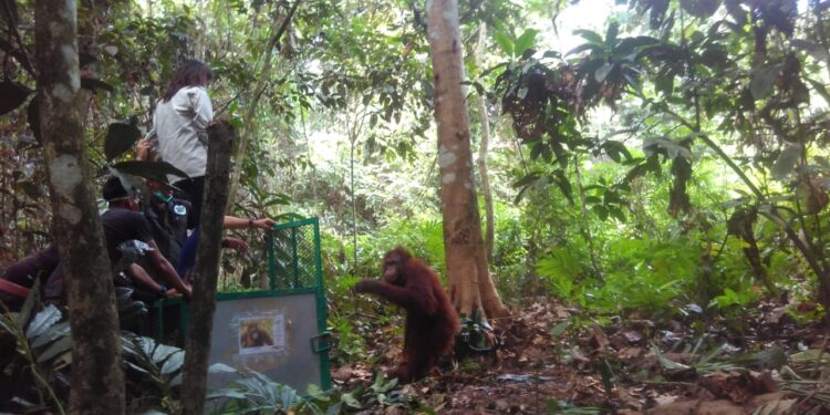 Ilustrasi: Momen pelepasliaran orangutan oleh BOS Foundation di Bentang Alam Wehea-Kelay (Foto: Nofiyatul Chalimah)