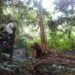 Ilustrasi: Momen pelepasliaran orangutan oleh BOS Foundation di Bentang Alam Wehea-Kelay (Foto: Nofiyatul Chalimah)
