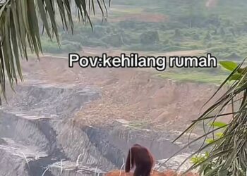 orangutan yang kehilangan rumahnya di lokasi operasional KPC /tiktok irong
