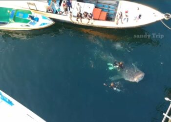 wisata hiu paus di Berau. (sumber: Youtube Sandy Trip)