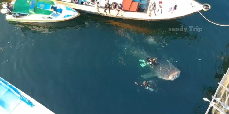 wisata hiu paus di Berau. (sumber: Youtube Sandy Trip)