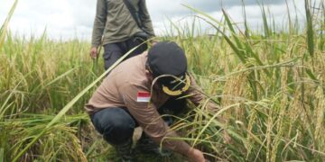 (panen raya/istimewa)
