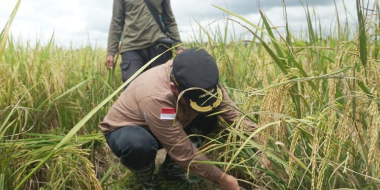 (panen raya/istimewa)