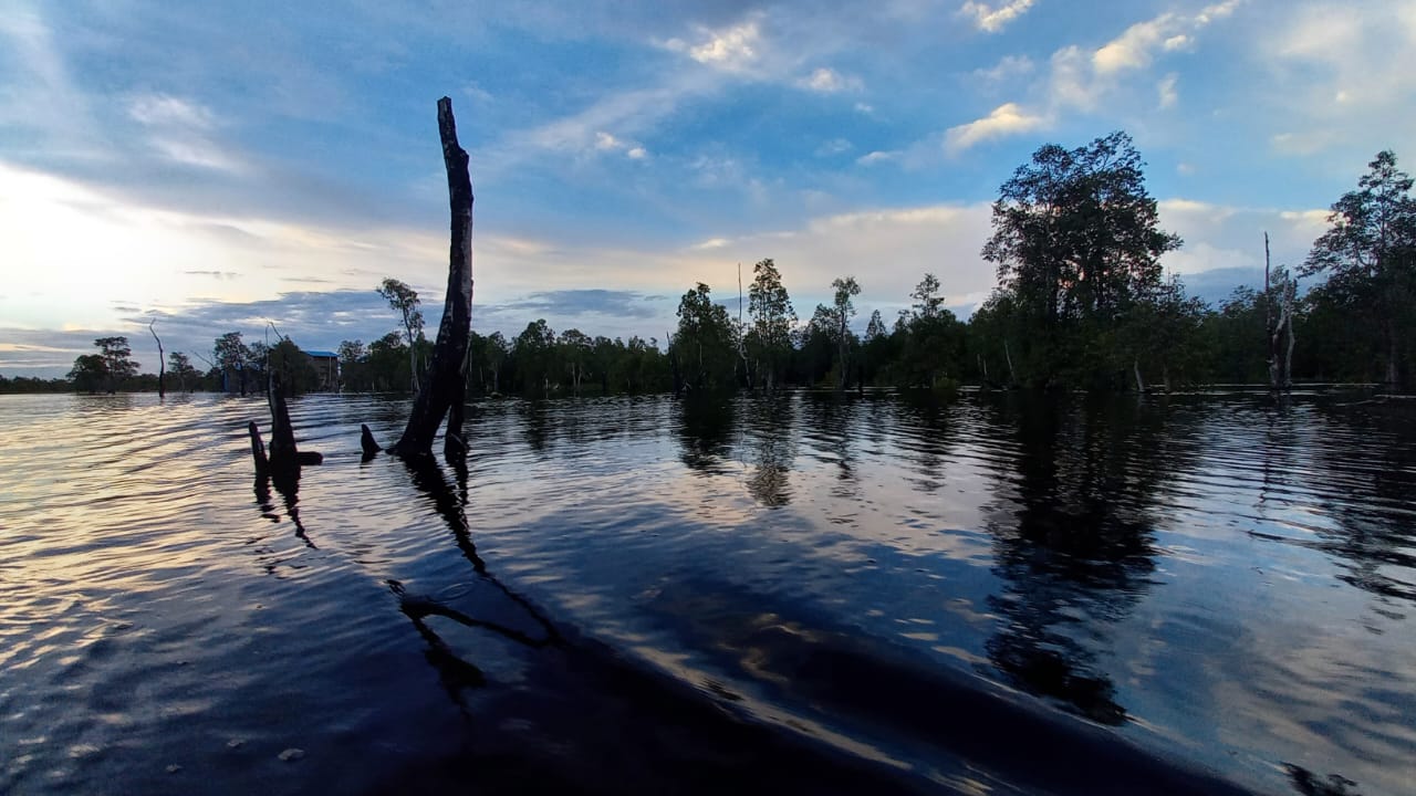 Danau gambut di Desa Muara Siran