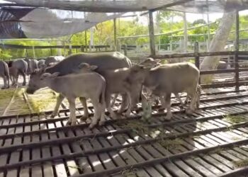 Kerbau kalang di Muara Muntai