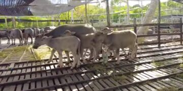 Kerbau kalang di Muara Muntai