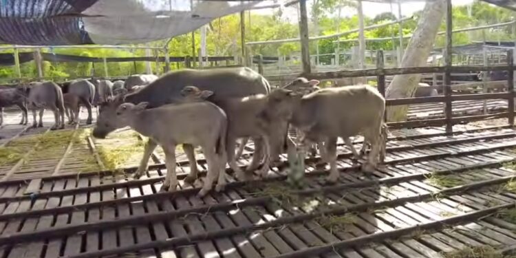 Kerbau kalang di Muara Muntai