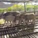 Kerbau kalang di Muara Muntai