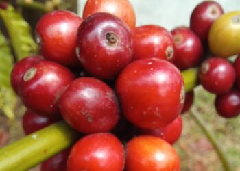 buah kopi siap petik