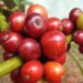 buah kopi siap petik