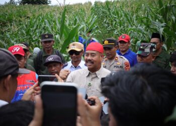 (Edi Damansyah Bersama Warga Memanen Jagung/Istimewa)