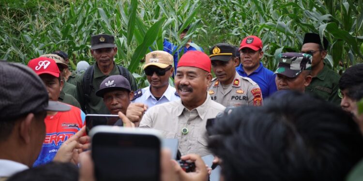 (Edi Damansyah Bersama Warga Memanen Jagung/Istimewa)