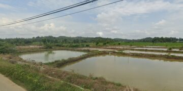 areal pertanian di Jalan Bangun Sari, Loh Sumber