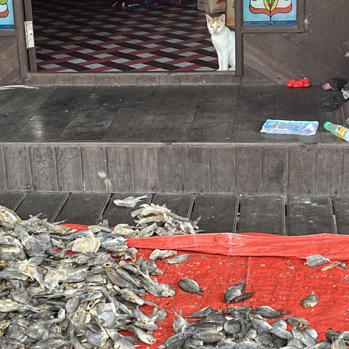 Ikan hasil tangkapan nelayan di Desa Pela yang siap diolah (foto: Rahma/Sirana.id)