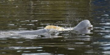 Pesut Mahakam yang terekam dalam pemantauan (foto: YK RASI)