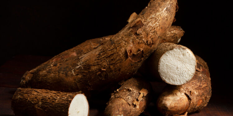 (Ilustrrasi singkong/Freepik)