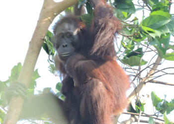 Ilustrasi Orangutan yang terekam kamera (foto: Ecositrop)