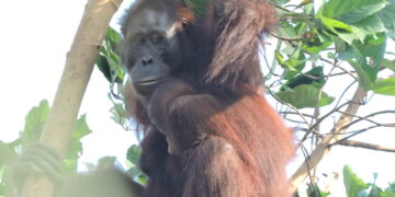 Ilustrasi Orangutan yang terekam kamera (foto: Ecositrop)