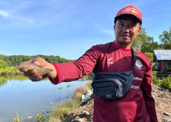 petambak di Muara Badak menunjukkan udang hasil budidaya di tambaknya (foto: Nofiyatul Chalimah)