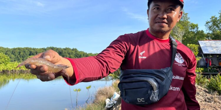 petambak di Muara Badak menunjukkan udang hasil budidaya di tambaknya (foto: Nofiyatul Chalimah)