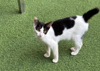 Kucing dua warna yang sering disebut kucing sapi oleh warganet (sirana.id)