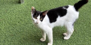 Kucing dua warna yang sering disebut kucing sapi oleh warganet (sirana.id)