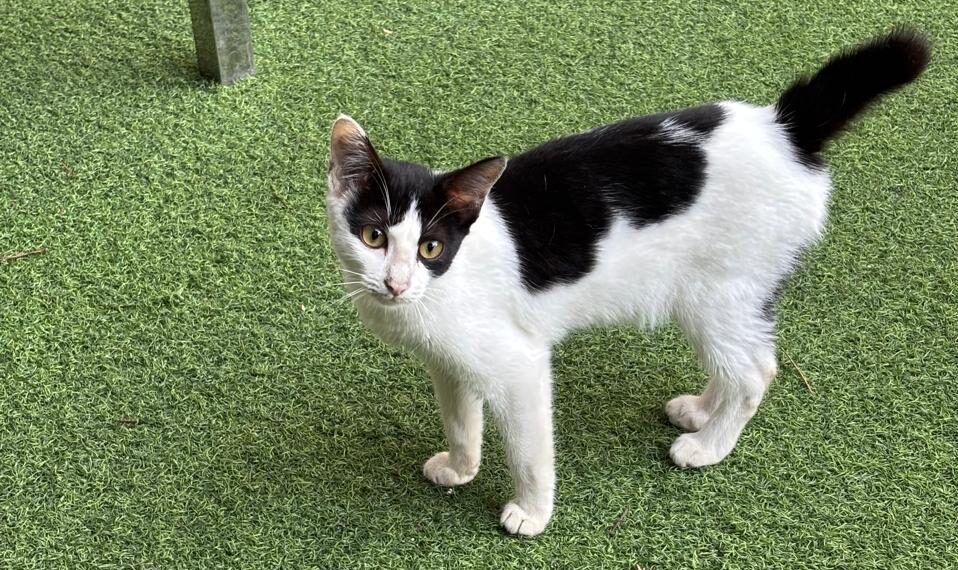 Kucing dua warna yang sering disebut kucing sapi oleh warganet (sirana.id)