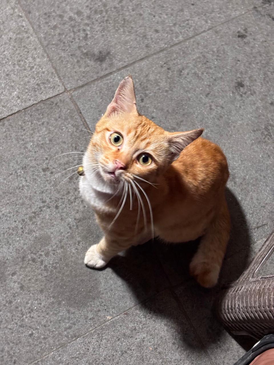 Kucing oranye atau sering disebut oyen (sirana.id)