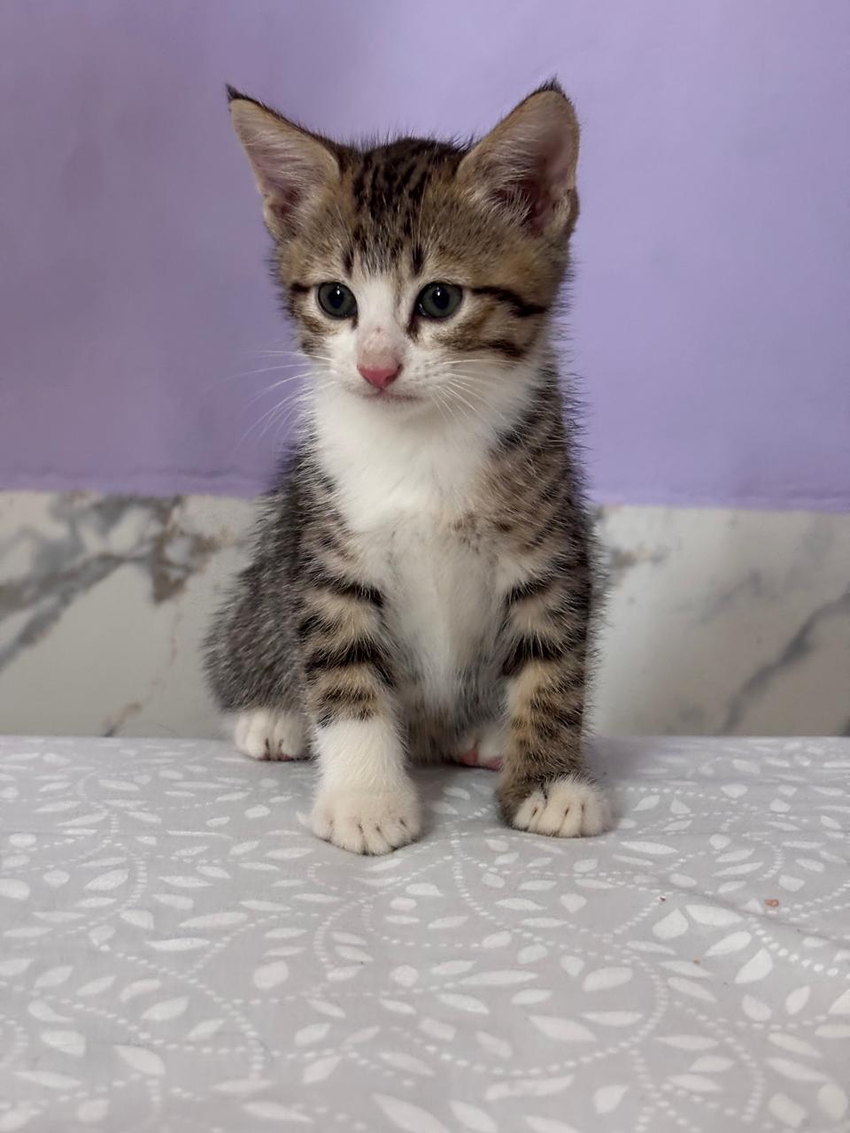 Memastikan kesejahteraan kucing juga penting (sirana.id)