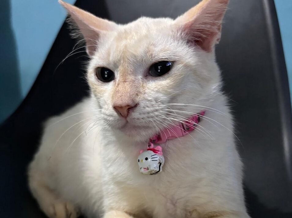 ilustrasi kucing putih (sirana.id)