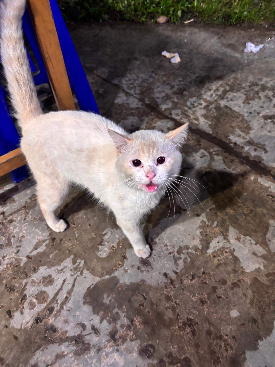 ilustrasi kucing jalanan (sirana.id)