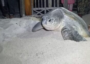 penyu di Pulau Derawan (foto: Nofiyatul Chalimah)