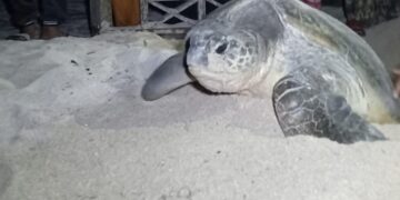 penyu di Pulau Derawan (foto: Nofiyatul Chalimah)