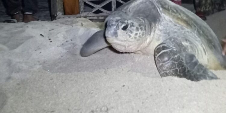 penyu di Pulau Derawan (foto: Nofiyatul Chalimah)