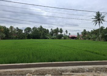 (Ilustrasi persawahan/Istimewa)