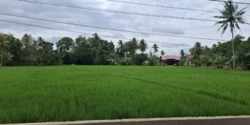 (Ilustrasi persawahan/Istimewa)