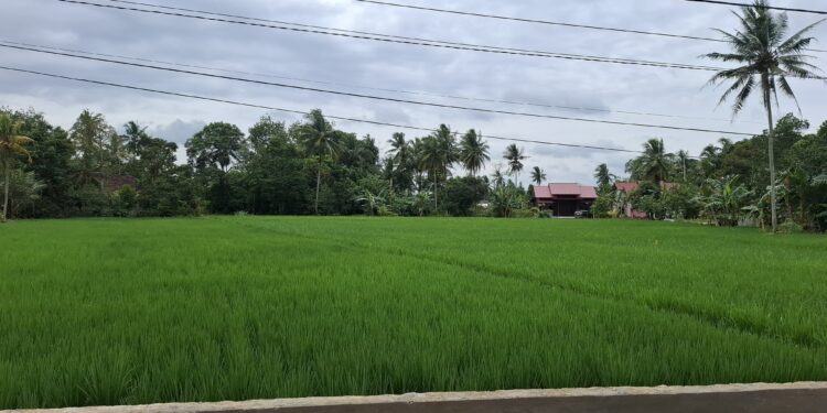 (Ilustrasi persawahan/Istimewa)