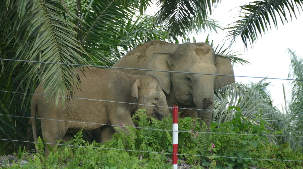 Gajah Kalimantan di Area Perkebunan Sawit (Foto: Koenbetjes/iNaturalist)