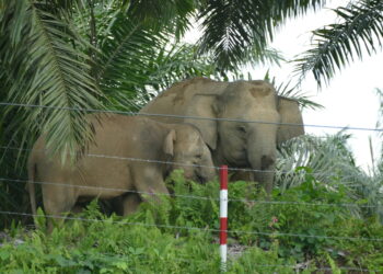 Gajah Kalimantan di Area Perkebunan Sawit (Foto: Koenbetjes/iNaturalist)