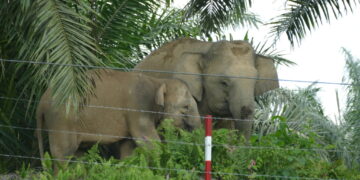 Gajah Kalimantan di Area Perkebunan Sawit (Foto: Koenbetjes/iNaturalist)