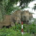 Gajah Kalimantan di Area Perkebunan Sawit (Foto: Koenbetjes/iNaturalist)