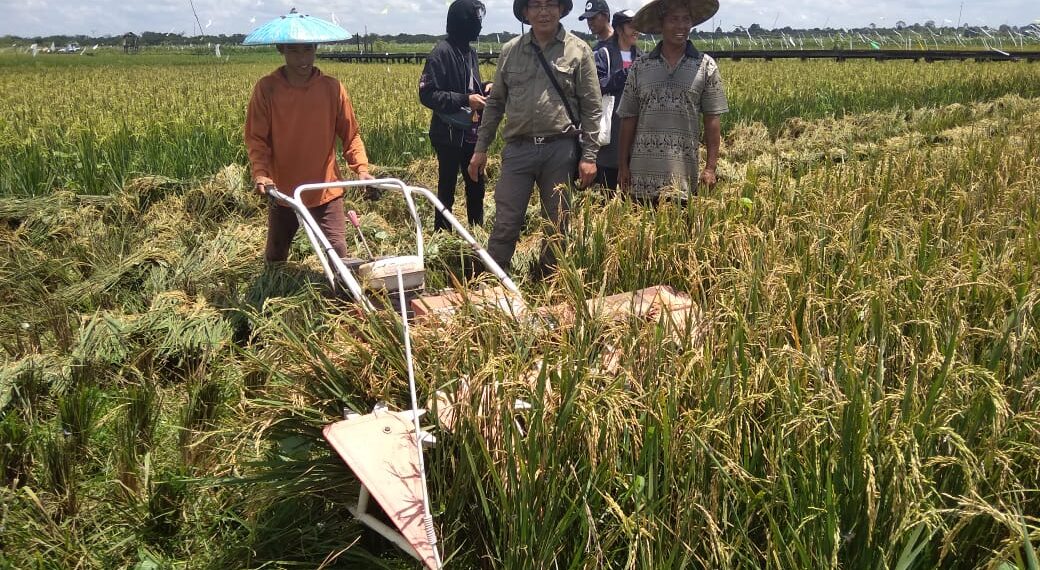 ilustrasi petani padi di Kutai Kartanegara, Kalimantan Timur