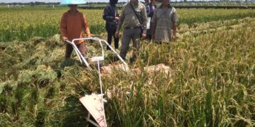 ilustrasi petani padi di Kutai Kartanegara, Kalimantan Timur