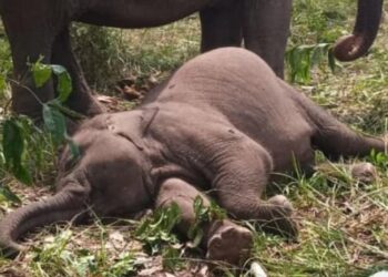 Anak Gajah Tari yang ditemukan mati (Foto: TN Tesso Nilo)