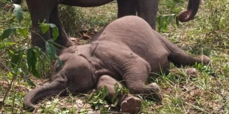 Anak Gajah Tari yang ditemukan mati (Foto: TN Tesso Nilo)