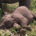 Anak Gajah Tari yang ditemukan mati (Foto: TN Tesso Nilo)