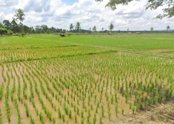 area persawahan di Desa Manunggal jaya
